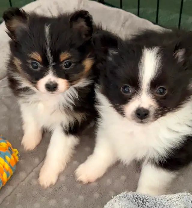 Loving Pomchi Puppies - Photo 7