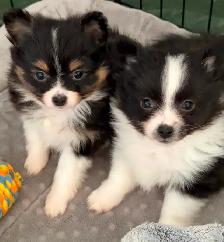 Loving Pomchi Puppies - Photo 7