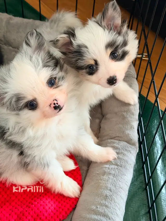 Loving Pomchi Puppies - Photo 8