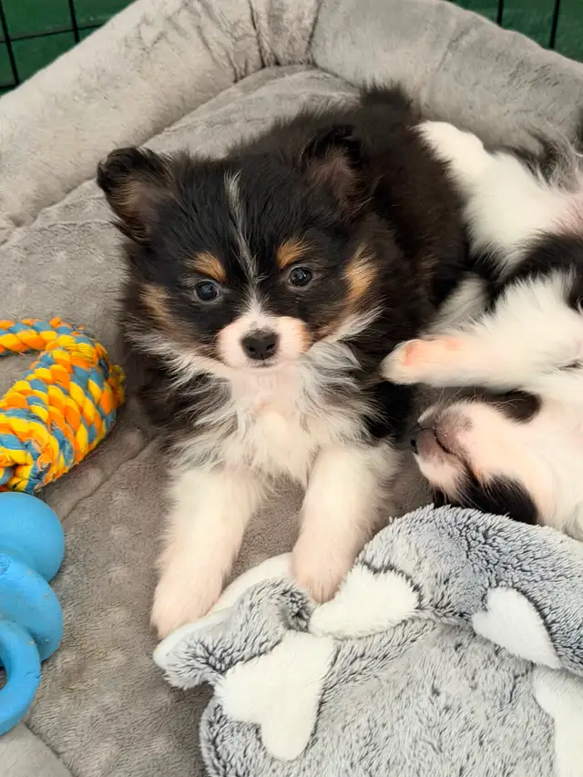 Loving Pomchi Puppies - Photo 9