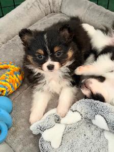 Loving Pomchi Puppies - Photo 9