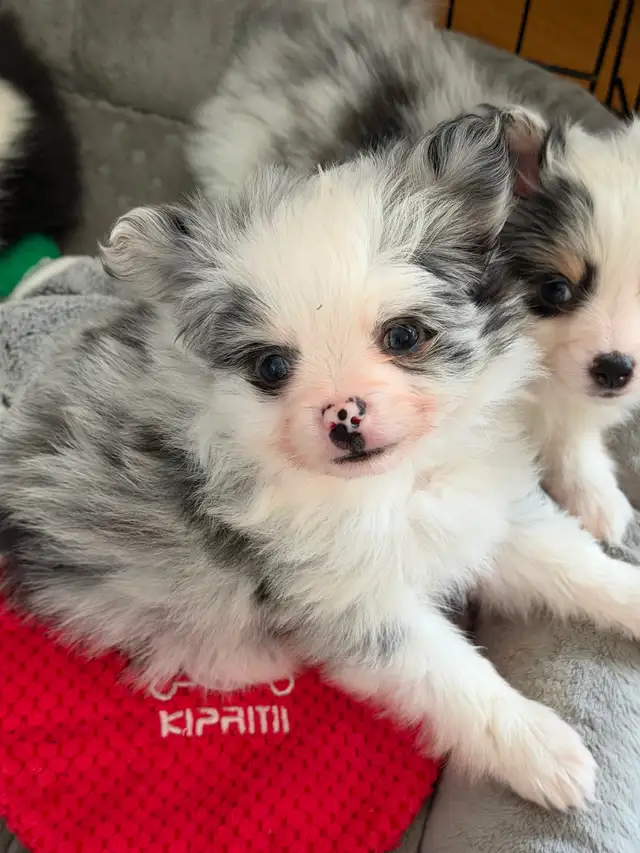 Loving Pomchi Puppies - Photo 10