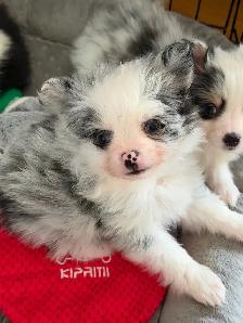 Loving Pomchi Puppies - Photo 10