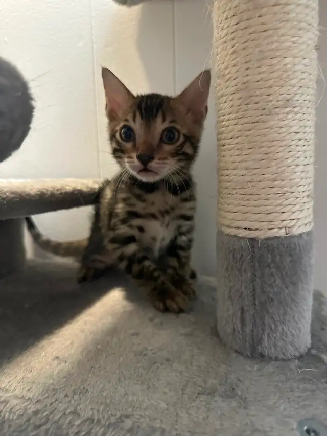 Bb bengal mâle - Photo 2