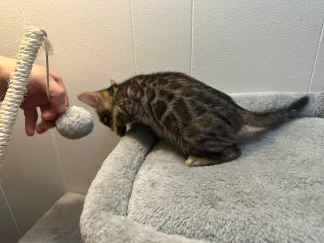 Bb bengal mâle - Photo 3