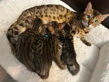 Bb bengal mâle - Photo 8