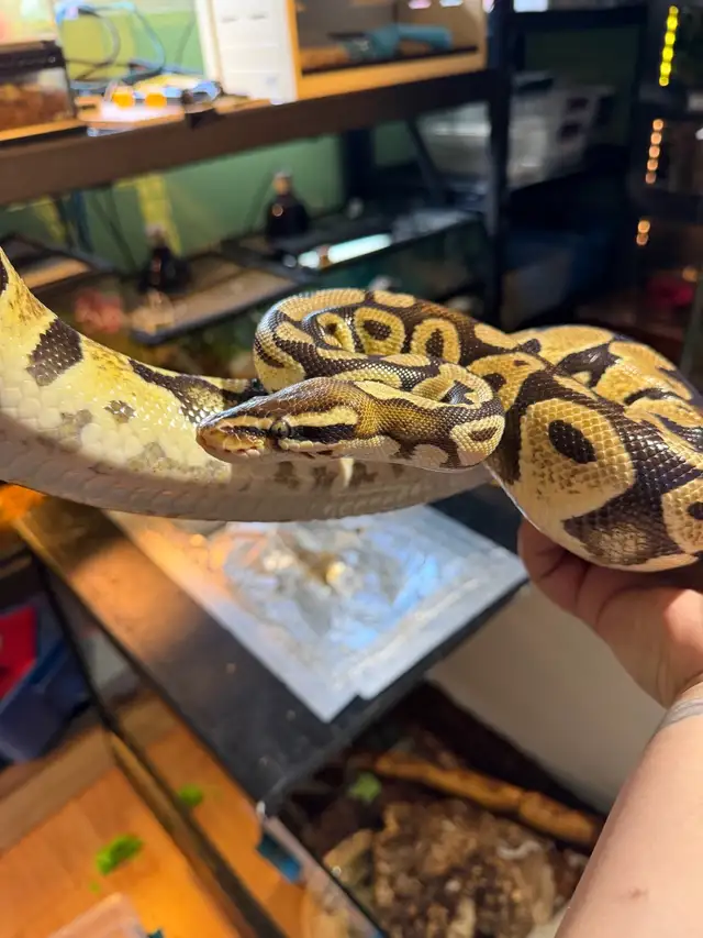 5 year old ball python for adoption