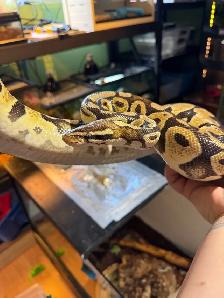 5 year old ball python for adoption