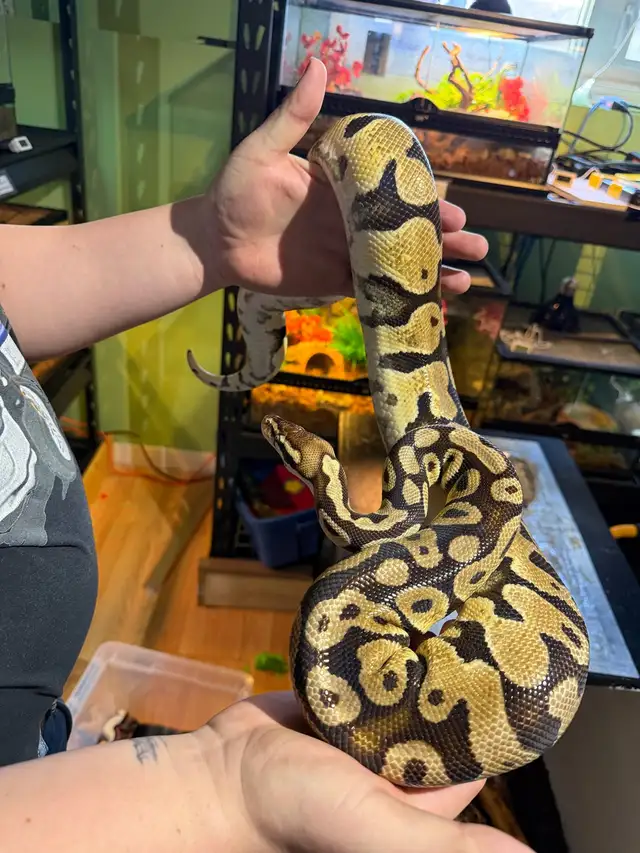 5 year old ball python for adoption - Photo 2