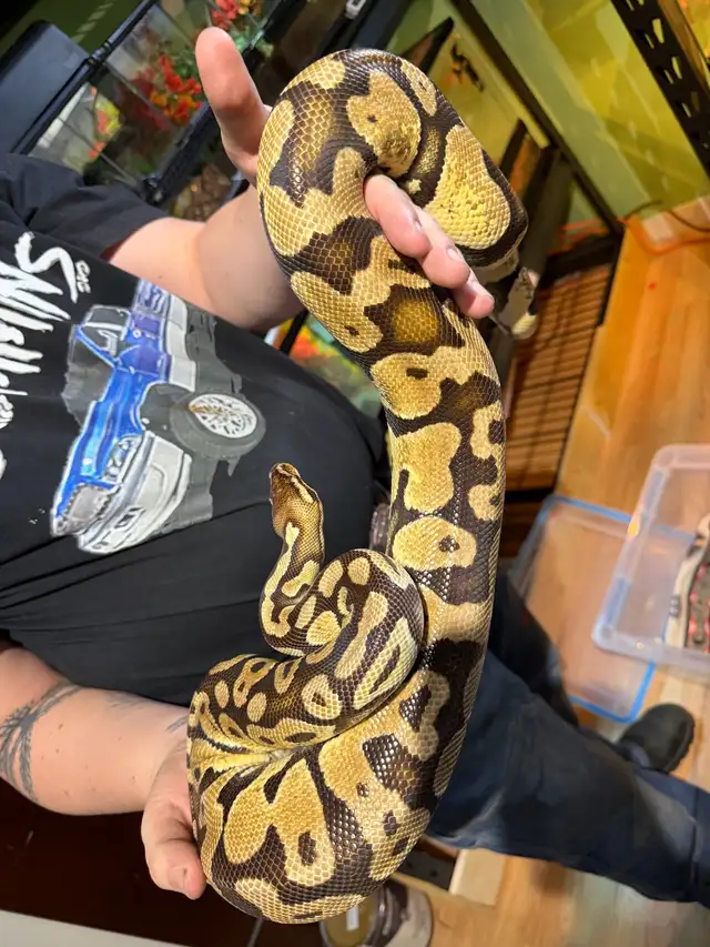 5 year old ball python for adoption - Photo 3