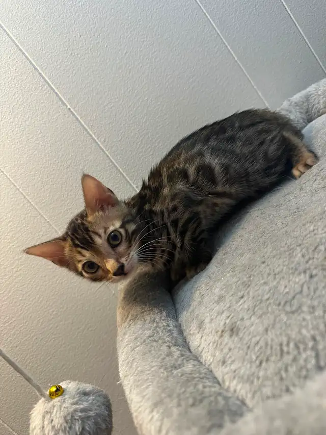 Bb bengal mâle - Photo 3