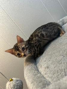 Bb bengal mâle - Photo 3