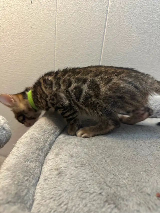 Bb bengal mâle - Photo 4