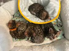 Bb bengal mâle - Photo 6