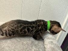Bb bengal mâle - Photo 8