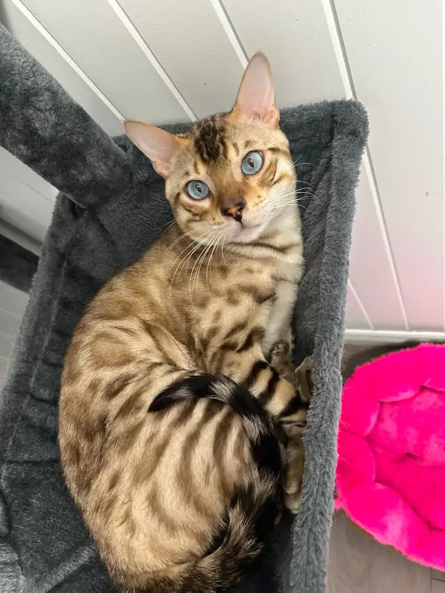 Bb bengal mâle - Photo 9