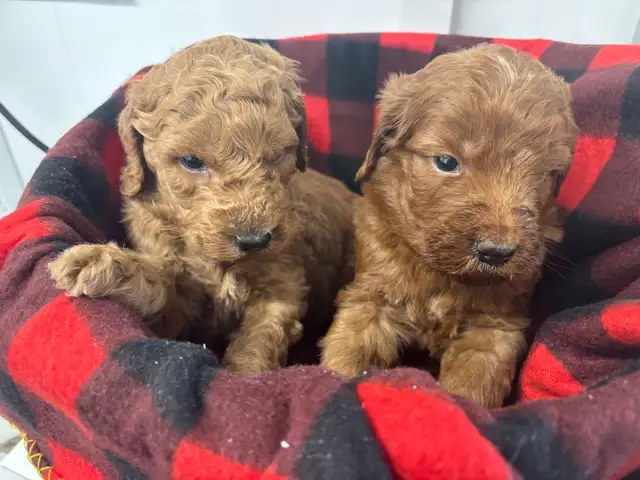 Goldendoodle F1