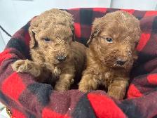Goldendoodle F1