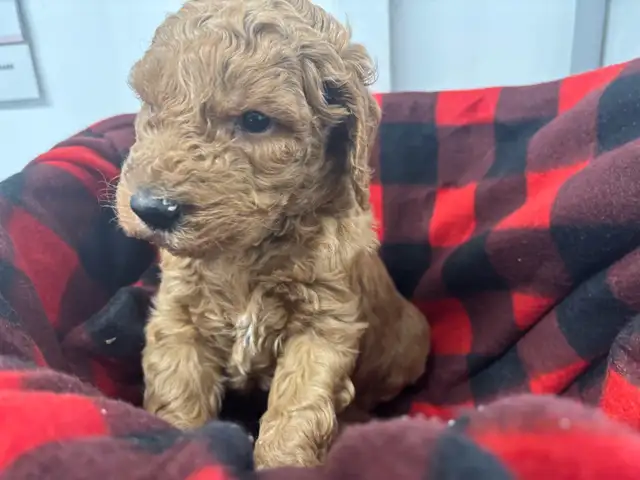 Goldendoodle F1 - Photo 2