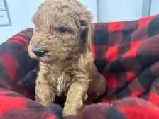 Goldendoodle F1 - Photo 2