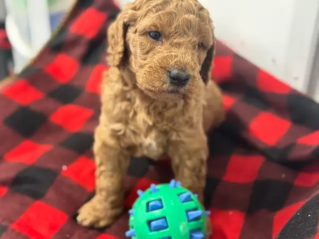 Goldendoodle F1 - Photo 3