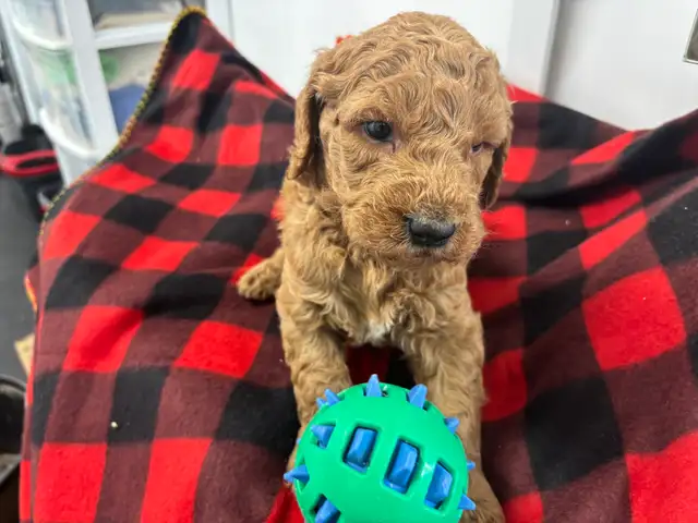 Goldendoodle F1 - Photo 4