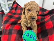 Goldendoodle F1 - Photo 4