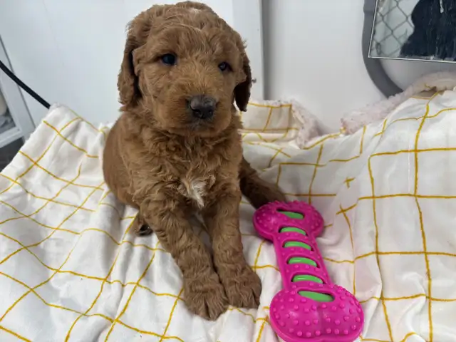 Goldendoodle F1 - Photo 5