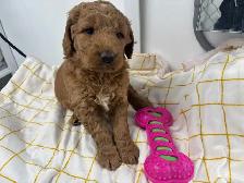 Goldendoodle F1 - Photo 5