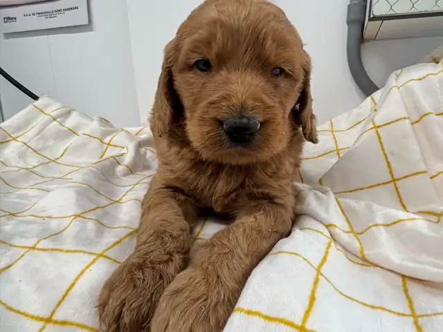 Goldendoodle F1 - Photo 6