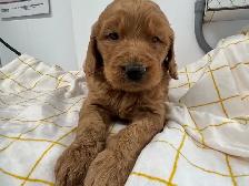 Goldendoodle F1 - Photo 6