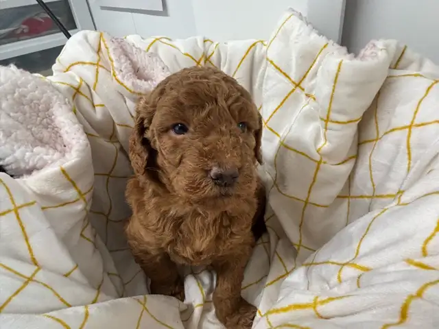 Goldendoodle F1 - Photo 7