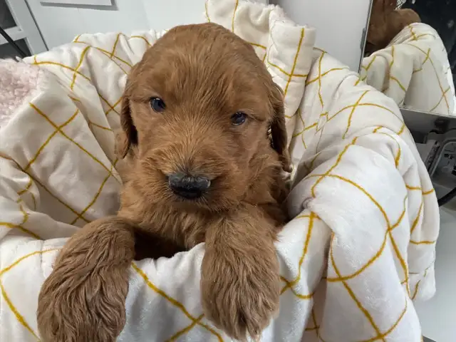 Goldendoodle F1 - Photo 8