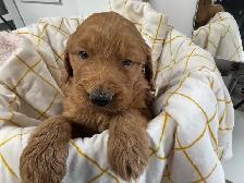 Goldendoodle F1 - Photo 8
