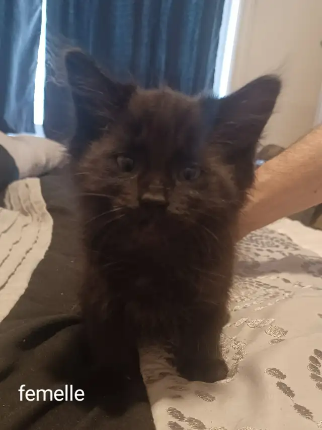 Chatons 2mois - Photo 2