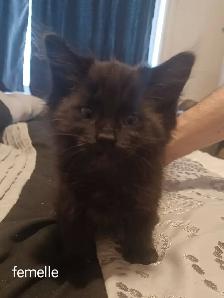 Chatons 2mois - Photo 2
