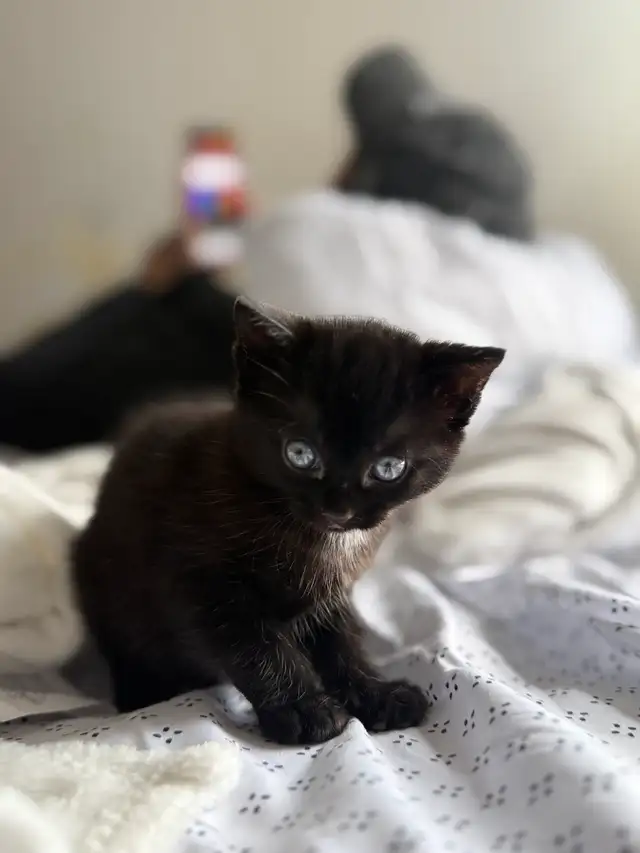 black tabby kitten for sale