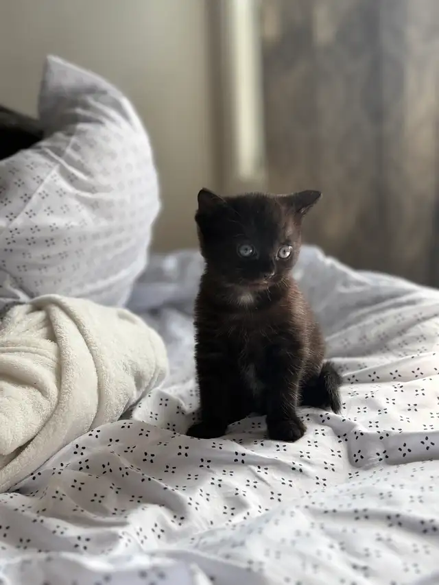 black tabby kitten for sale - Photo 2