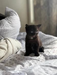 black tabby kitten for sale - Photo 2
