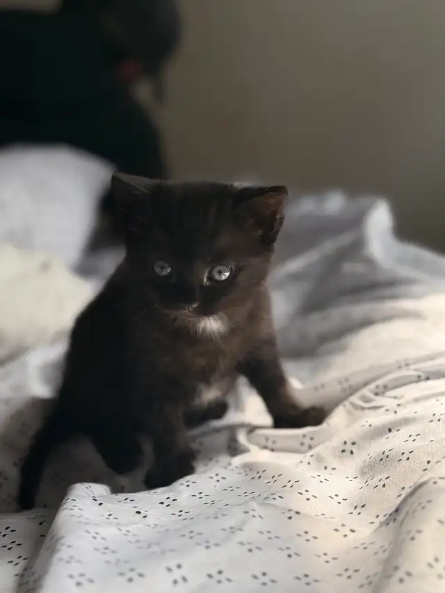 black tabby kitten for sale - Photo 3