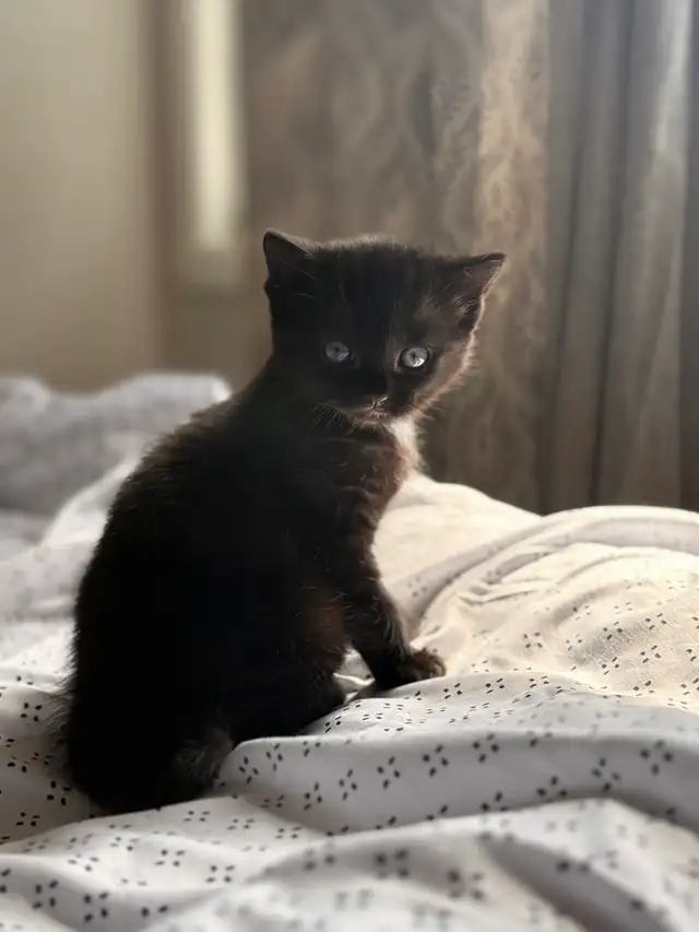 black tabby kitten for sale - Photo 4