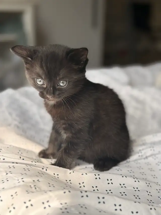 black tabby kitten for sale - Photo 5