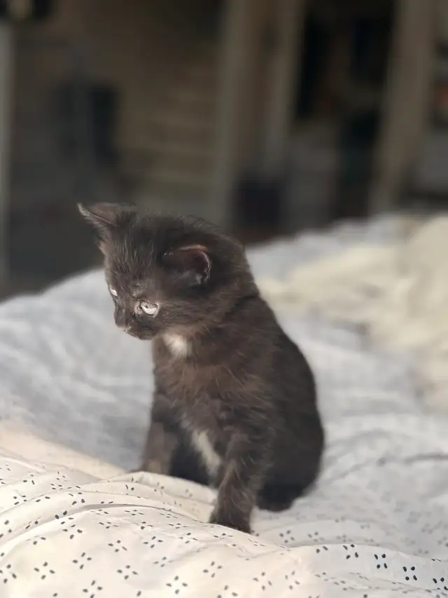 black tabby kitten for sale - Photo 6