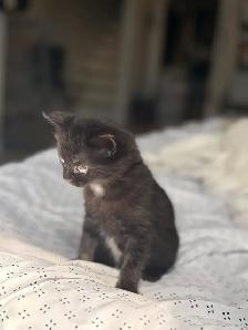 black tabby kitten for sale - Photo 6