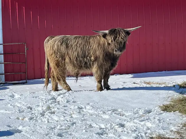 Highland Bull