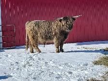 Highland Bull