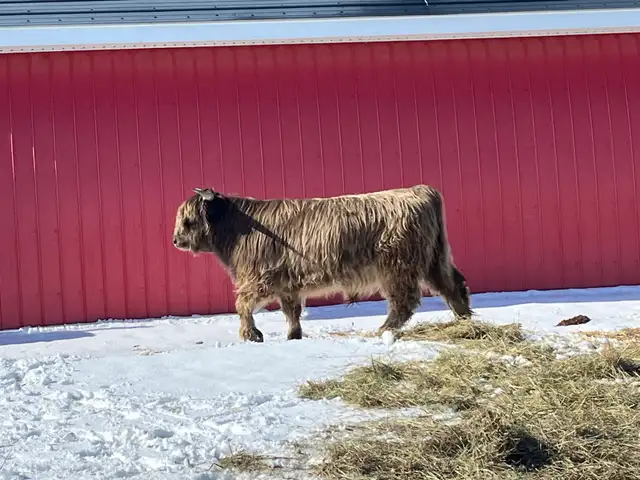 Highland Bull - Photo 3
