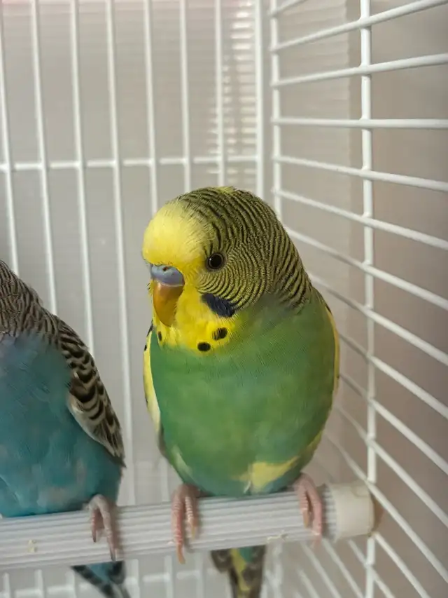 birds for Sale - Photo 2