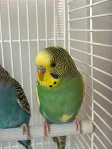 birds for Sale - Photo 2
