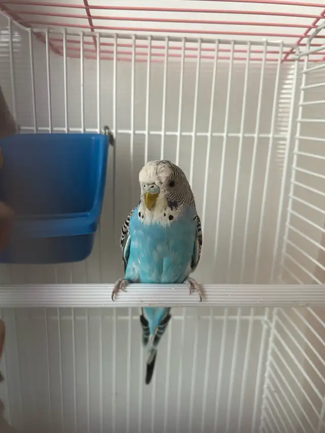 birds for Sale - Photo 3